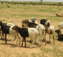 Gambie : hausse de la production animale et du revenu des agro-entrepreneurs