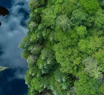 Action climat: nestlé va au-delà de la protection des forêts pour adopter une stratégie positive pour les forêts et augmente son utilisation des services satellitaires