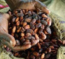 Production de cacao en Côte d'ivoire et au Ghana: pourquoi les agriculteurs ne récoltent pas les fruits de leur production