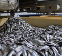Sénégal: l’implantation de nouvelles usines de farine et d'huile de poisson inquiète les populations