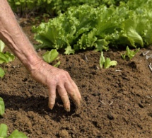 La Fao propose des outils pratiques pour favoriser le piégeage du carbone organique dans les sols