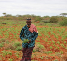 somalie: coup d'accélérateur de la fao et du fonds quatar aux efforts menés pour aider les communautés rurales vulnérables