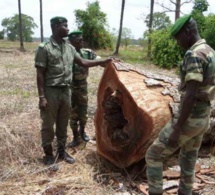 sénégal : greenpeace afrique salue l’engagement du président macky sall à préserver les forêts