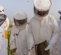 les apiculteurs marocains se donnent pour mission de sauver l’abeille jaune saharienne