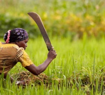 sénégal : 850 000 petits producteurs ciblés pour une production alimentaire d'urgence