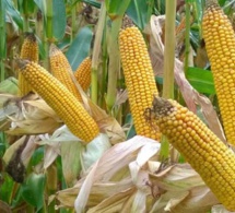 projet agropole sud :  vers l’emblavement de 3 750 hectares de maïs certifié