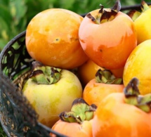 à la découverte du kaki, un fruit de riches qui ne fait pas forcement recette et peu connu des sénégalais