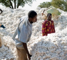 culture de coton au sénégal : les objectifs du gouvernement biaisé par les insectes
