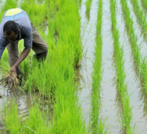 production de riz et sécurité alimentaire au Sénégal :  accord tripartite pour aider les petits exploitants et les pme de la filière rizicole à accéder aux financements