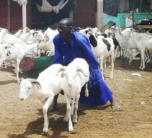 préparatifs de la fête de tabaski : bonnes perspectives sur le marché sénégalais de l'approvisionnement en moutons