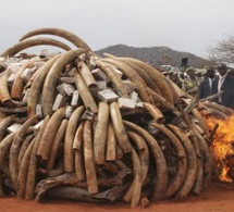 Côte d'Ivoire : saisie record de 150 kg d'ivoire