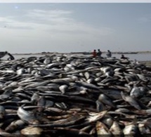 Zone franche de Nouadhibou : des efforts en cours pour la création d’une société de stockage pour le poisson