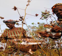 Le Mali redevient premier producteur Africain de Coton